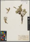 Foto von Salix petrophila Rydb.